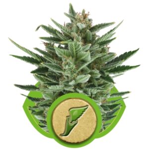 growmart-quick-one