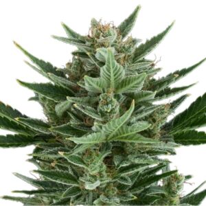 Royal Queen Seeds - QUICK ONE | Hemp autoflowering seeds - Image 11