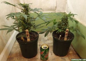 Royal Queen Seeds - QUICK ONE | Hemp autoflowering seeds - Image 8