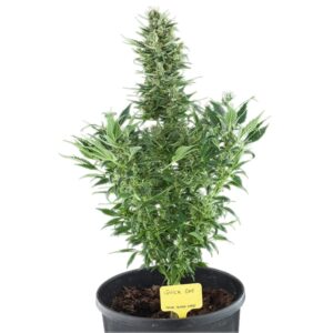 Royal Queen Seeds - QUICK ONE | Hemp autoflowering seeds - Image 9