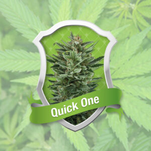 Royal Queen Seeds - QUICK ONE | Hemp autoflowering seeds - Image 10
