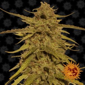Regulérní semínka konopí Pineapple Haze