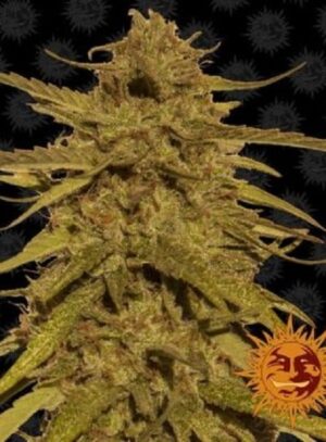 Regulérní semínka konopí Pineapple Haze
