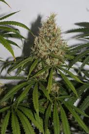 Regulérní semínka konopí Pineapple Haze