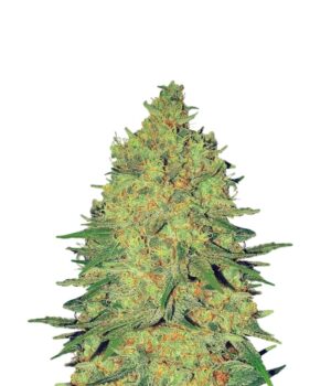 Regulérní semínka konopí Pineapple Haze