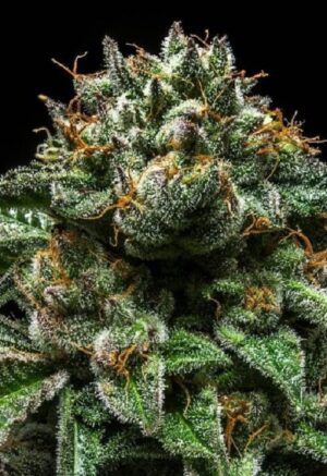 Ripper Seeds - CHEMPIE | Feminized cannabis seeds - Image 5