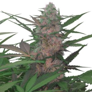 Royal Queen Seeds - ROYAL AK | Feminized cannabis seeds - Image 8