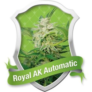 Royal Queen Seeds - ROYAL AK | Feminized cannabis seeds - Image 9