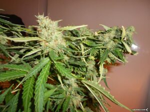 Royal Queen Seeds - ROYAL AK | Feminized cannabis seeds - Image 6