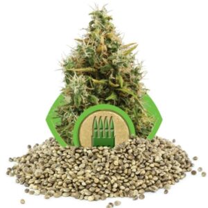 growmart-royal-ak-automatic