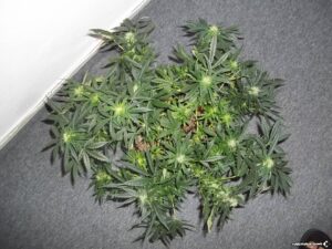 Royal Queen Seeds - SWEET SKUNK AUTOMATIC | Autoflowering cannabis seeds - Image 9