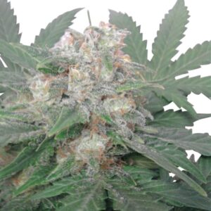 Royal Queen Seeds - ROYAL BLUEMATIC | Autoflowering cannabis seeds - Image 8