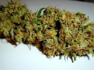 Royal Queen Seeds - ROYAL BLUEMATIC | Autoflowering cannabis seeds - Image 6