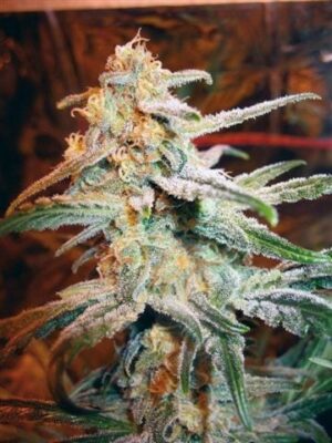 Royal Queen Seeds - ROYAL BLUEMATIC | Autoflowering cannabis seeds - Image 7