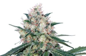 Royal Queen Seeds - HONEY CREAM FAST VERSION | Feminized cannabis seeds - Image 7