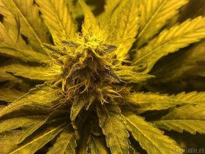 Royal Queen Seeds - HONEY CREAM FAST VERSION | Feminized cannabis seeds - Image 6