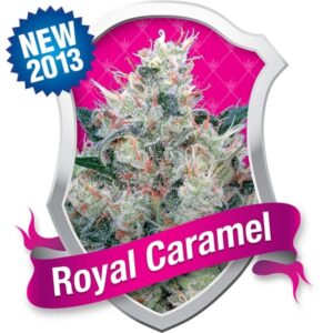 Royal Queen Seeds - HONEY CREAM FAST VERSION | Feminized cannabis seeds - Image 9