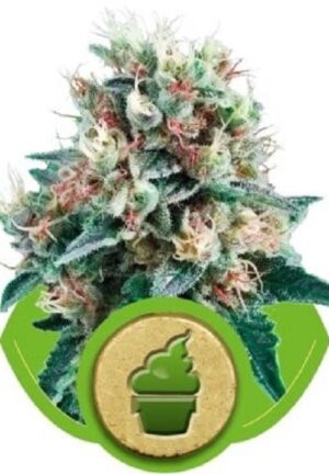 Royal Queen Seeds - ROYAL CREAMATIC | Autoflowering cannabis seeds - Image 5