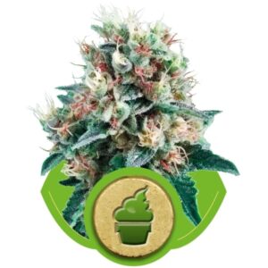 Royal Queen Seeds - ROYAL CREAMATIC | Autoflowering cannabis seeds - Image 13
