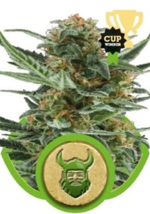 growmart-royal-dwarf