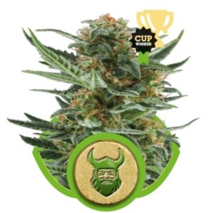 growmart-royal-dwarf