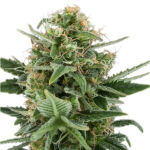 Royal Queen Seeds - ROYAL DWARF | Autoflowering cannabis seeds - Image 6