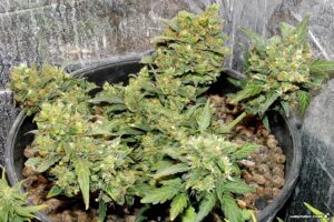 Royal Queen Seeds - ROYAL DWARF | Autoflowering cannabis seeds - Image 7