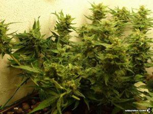 Royal Queen Seeds - ROYAL DWARF | Autoflowering cannabis seeds - Image 8