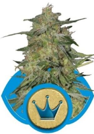 Royal Queen Seeds - ROYAL HIGHNESS | Feminized cannabis seeds - Image 5