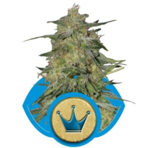 growmart-royal-highness