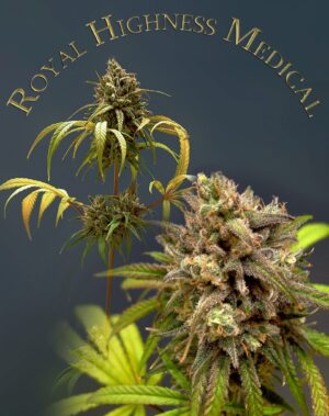 royal-highness-medical-growmart