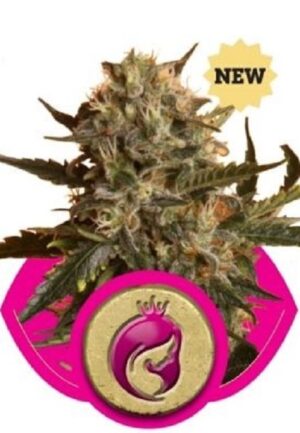 royal-madre-growmart
