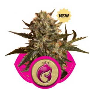 royal-madre-growmart