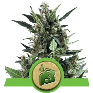 Royal Queen Seeds - ROYAL CHEESE AUTOMATIC | Hemp autoflowering seeds - Image 7