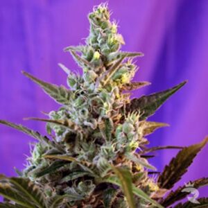 Royal Queen Seeds - SWEET SKUNK AUTOMATIC | Autoflowering cannabis seeds - Image 10