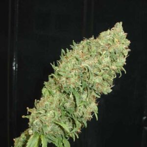 Rychle rostoucí semena konopí Caramella Auto