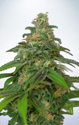 Rychle rostoucí semena konopí Auto Mandarin Haze
