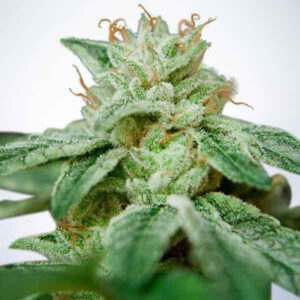 Rychle rostoucí semena konopí Auto Mandarin Haze