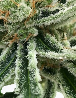Rychle rostoucí semena konopí Auto Mandarin Haze