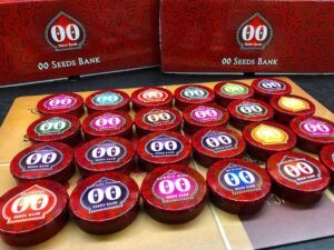 Rychle rostoucí semena silného konopí - Gorilla FAST