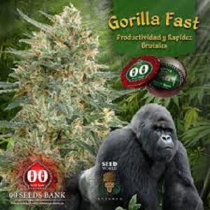 Rychle rostoucí semena silného konopí - Gorilla FAST