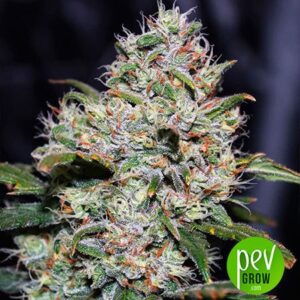 Rychle rostoucí semena silného konopí - Gorilla FAST