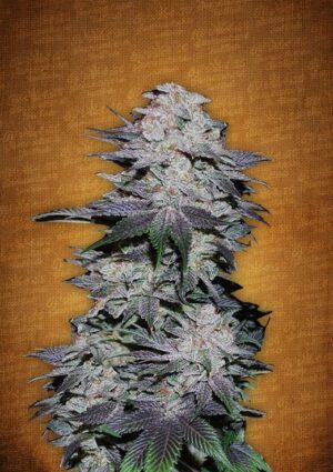 Autoflowering semínka marihuany Blackberry