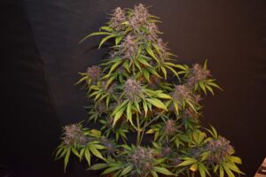 Autoflowering semínka marihuany Blackberry
