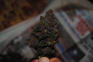 Autoflowering semínka marihuany Blackberry