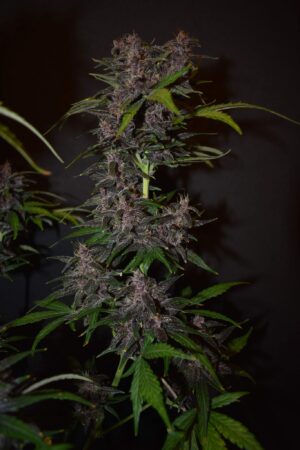 Autoflowering semínka marihuany Blackberry
