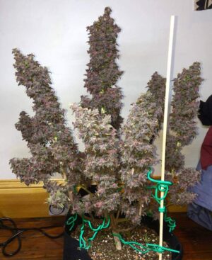 Autoflowering semínka marihuany Blackberry