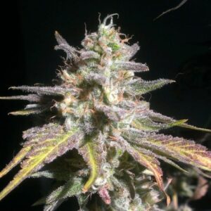 GREEN LOVE POTION seminka 4