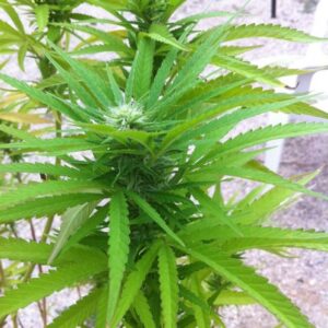 jekyll passion seminka 4