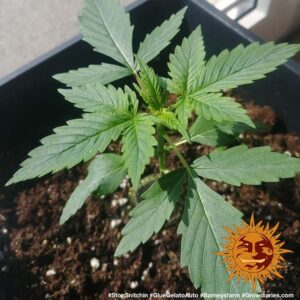 Sazenice konopí Glue Gelato Auto